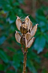 Riesenlilie © Oliver