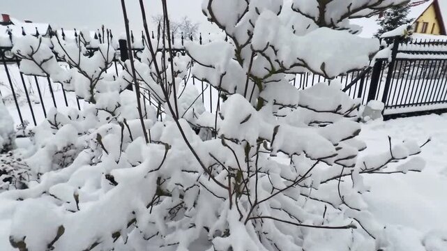 Delicate garden branches weighed down by fresh powdery snow after a heavy winter storm, with an iron fence and house roof visible in the background, conveying quiet, cold, seasonal stillness