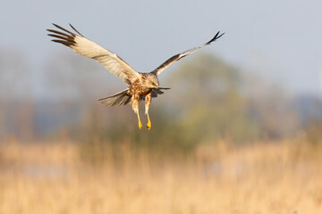 Western marsh harrier (Circus aeruginosus) soaring above golden reeds during a serene morning in a natural habitat