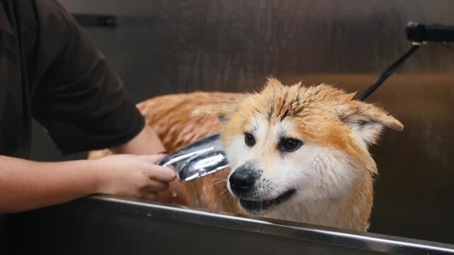 Wet Akita dog is being groomed in a stainless steel tub with a handheld shower nozzle, while a groomer's hand supports the dog's head
