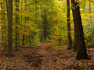 Fall in forest