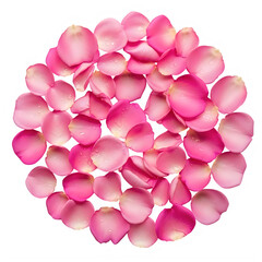 Pink rose petals isolated on white background with romantic and Valentine&rsquo;s Day theme