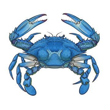 A vibrant blue crab with green accents and light speckles, splayed powerful claws, presented against a pristine transparent isolated background, conceptual marine life design
