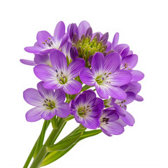 A beautiful pink and purple bouquet of asters and daisies isolated on a white background showing fresh spring and summer flowers in bloom