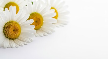 Obraz premium Vibrant Yellow-Centered Daisies Isolated on White Background for Clean and Simple Design Aesthetic