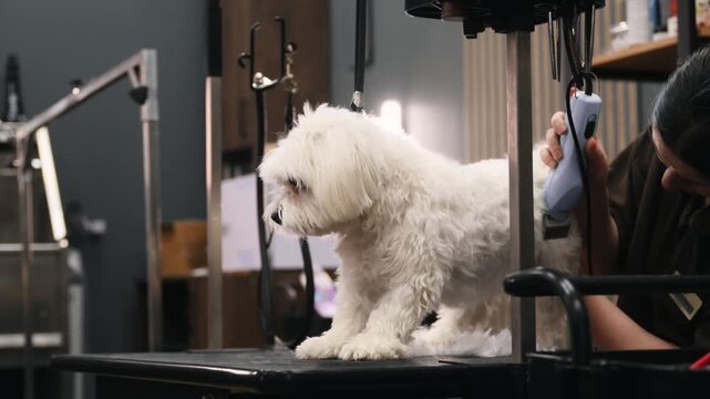 Small white dog stands on a grooming table with fur clippings scattered around, as a groomer uses a clipper to groom its coat