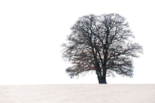 Gro&szlig;er Einzelbaum mit perfekter Baumkrone im Winter isoliert als Freisteller &uuml;ber transparentem Hintergrund