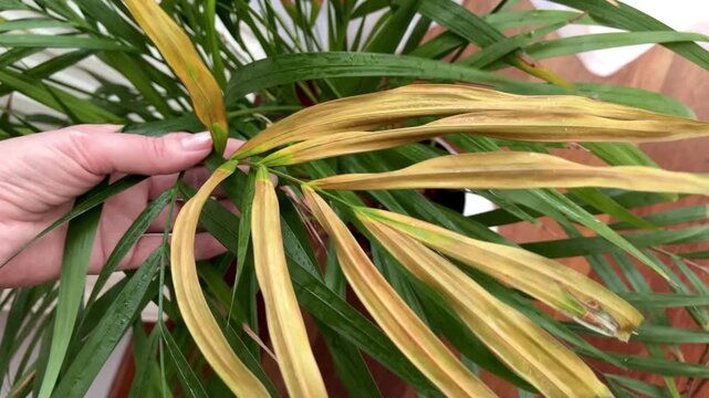 Female hand comparing healthy and dry parlor palm leaves. Visual demonstration of plant stress and recovery. Educational plant care, home gardening, sustainability and mindful hobby concept.