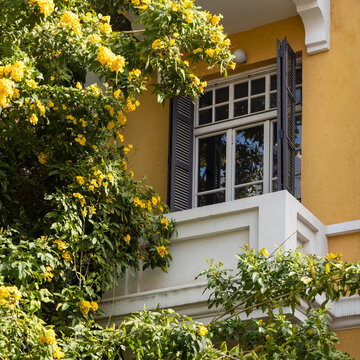 Campsis radicans 'Flava' Close up of a white balcony surrounded by bright yellow tecoma flowers.