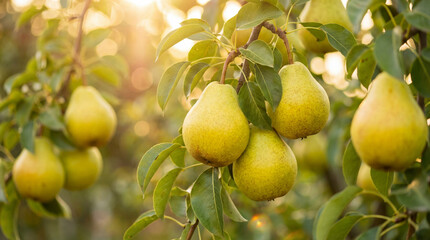 Gros plan sur des poires m&ucirc;res suspendues aux branches d'un poirier dans un verger ensoleill&eacute; au coucher du soleil
