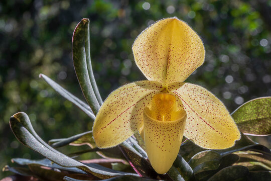 Closeup view of blooming lady slipper orchid species paphiopedilum concolor striatum with backlit yellow flower isolated on green natural background