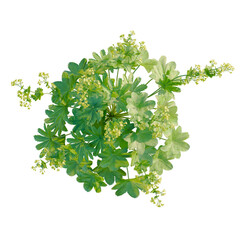 Alchemilla vulgaris tree plan, top view, cutout, transparent background, isolate, Delicate green plant with leaves and flowers, detailed botanical illustration, close-up view