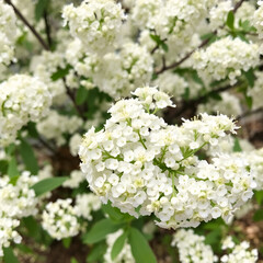 Abundant spiraea blossoms in spring offer a delicate display of pure white flowers.