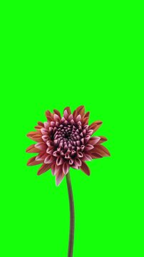 Time lapse of growing and opening orange dahlia flower against green CHROMA key background, vertical orientation