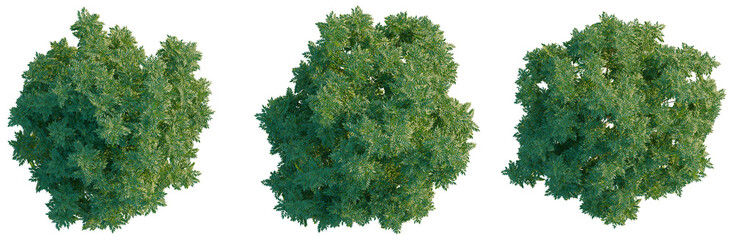 Dracontomelon duperreanum tree plan, top view, cutout, transparent background, isolate, Detailed view of a lush green coniferous tree with dense branches and needles, a serene nature landscape © Peter Hai