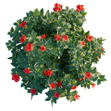 Hibiscus rosa sinensis tree plan, top view, cutout, transparent background, isolate, Vibrant Red Hibiscus Flower Close-Up, Detailed Floral Texture, Nature Photography