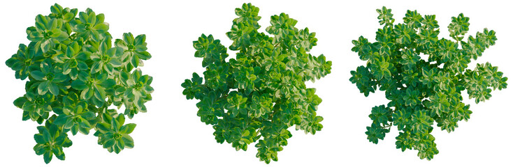 Fototapeta premium Hylotelephium erythrostictum tree plan, top view, cutout, transparent background, isolate, Detailed close-up of a green succulent plant, perfect for botanical or nature-themed designs.