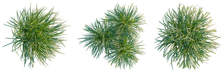 Ophiopogon bodinieri tree plan, top view, cutout, transparent background, isolate, Detailed close-up of vibrant green pine needles on a branch, showcasing intricate textures and natural beauty.