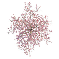 Obraz premium Prunus dulcis tree plan, top view, cutout, transparent background, isolate, Blooming Cherry Tree Branch with Delicate Pink Flowers, Springtime Nature Scene