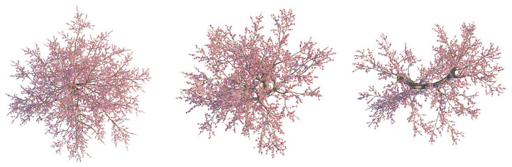 Prunus dulcis tree plan, top view, cutout, transparent background, isolate, Blooming Cherry Blossom Branch with Delicate Pink Flowers, Spring Floral, Nature Close-up © Peter Hai