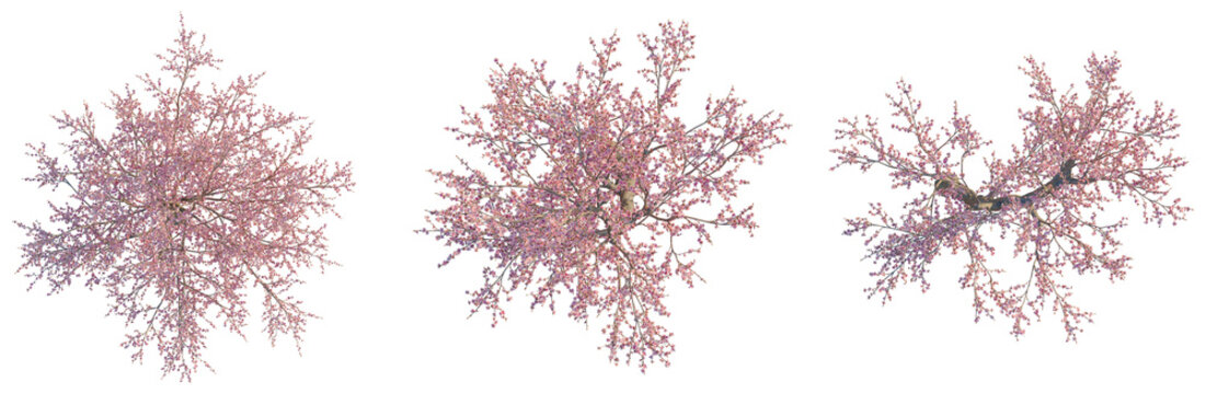 Prunus dulcis tree plan, top view, cutout, transparent background, isolate, Blooming Cherry Blossom Branch with Delicate Pink Flowers, Spring Floral, Nature Close-up