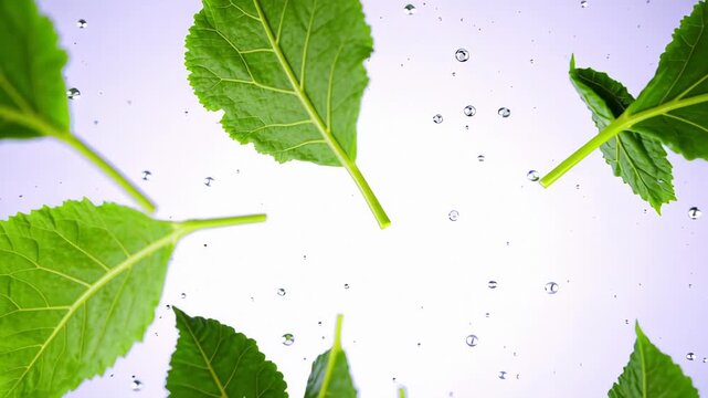 Spinach leaf bundle tearing open with soft green fragments and water droplets suspended midair, gentle motion, cool lighting tones, static camera,