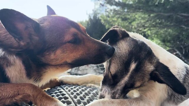 LENS FLARE, CLOSE UP, PORTRAIT: Two mixed breed dogs rest close together while one gently licks the other one. Intimate, caring moment and genuine affection between canine friends in sunny outdoors.