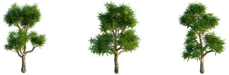 Obraz premium Dracontomelon duperreanum tree, elevation, front view, cutout, transparent background, isolate, Lone Tree in Field, Silhouetted against Vibrant Sunset Sky, Nature Photography