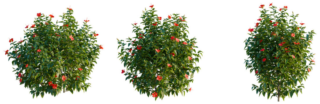 Hibiscus rosa sinensis tree, elevation, front view, cutout, transparent background, isolate, Vibrant Red Hibiscus Flower Close-Up - Floral Beauty for Your Design Projects
