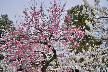 雪が積もった梅の花 大倉山公園梅林、神奈川県横浜市