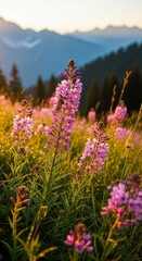 Obraz premium Beautiful pink flowers in a field with mountains in the background at sunset