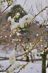 雪が積もった梅の花 大倉山公園梅林、神奈川県横浜市