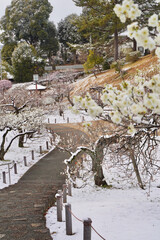 雪が積もった梅の花 大倉山公園梅林、神奈川県横浜市