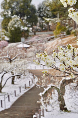 雪が積もった梅の花 大倉山公園梅林、神奈川県横浜市