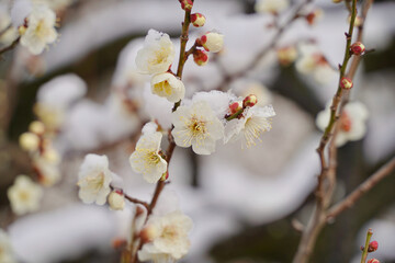 Obraz premium 雪が積もった梅の花 大倉山公園梅林、神奈川県横浜市
