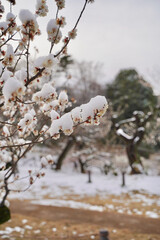 雪が積もった梅の花 大倉山公園梅林、神奈川県横浜市