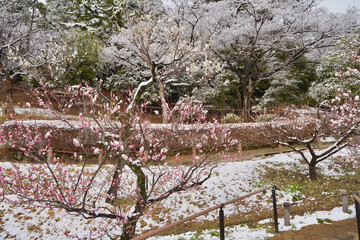雪が積もった梅の花 大倉山公園梅林、神奈川県横浜市
