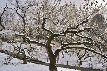 雪が積もった梅の花 大倉山公園梅林、神奈川県横浜市