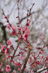 雪が積もった梅の花 大倉山公園梅林、神奈川県横浜市