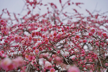 雪が積もった梅の花 大倉山公園梅林、神奈川県横浜市