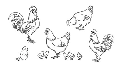 Chicken Family Line Art Collection, Set of Rooster, Hen, and Cute Baby Chicks in Various Poses, Farm Poultry Vector Illustration Isolated on White Background