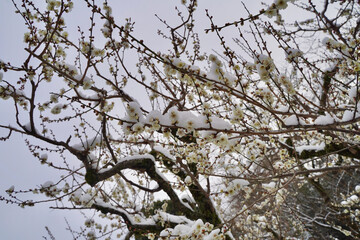 雪が積もった梅の花 大倉山公園梅林、神奈川県横浜市