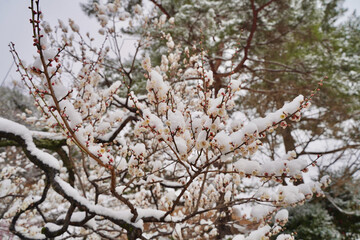 雪が積もった梅の花 大倉山公園梅林、神奈川県横浜市