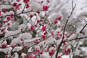 雪が積もった梅の花 大倉山公園梅林、神奈川県横浜市