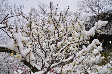 雪が積もった梅の花 大倉山公園梅林、神奈川県横浜市