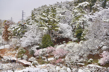 雪が積もった梅の花 大倉山公園梅林、神奈川県横浜市