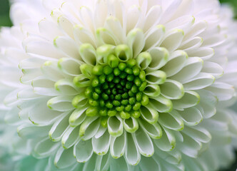 White santini, chrysanthemum. Close-up of a flower head, macro