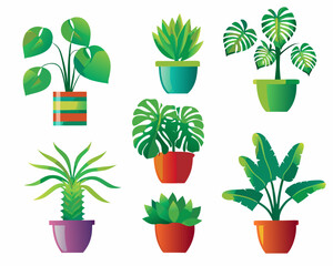 A collection of vibrant tropical plants displayed in colorful flowerpots © Amrita