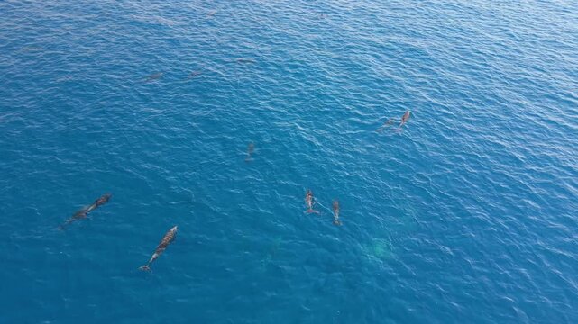 Aerial view of several dolphins swimming in the turquoise waters of the ocean, their dark bodies contrasting against the bright blue, La Paz, Baja California Sur, Mexico.