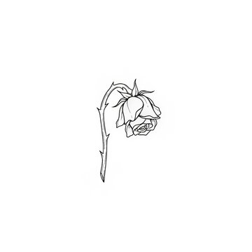 Hand drawn fine line drooping Rose flower tattoo sketch isolated on white background. Sad aesthetic illustration.